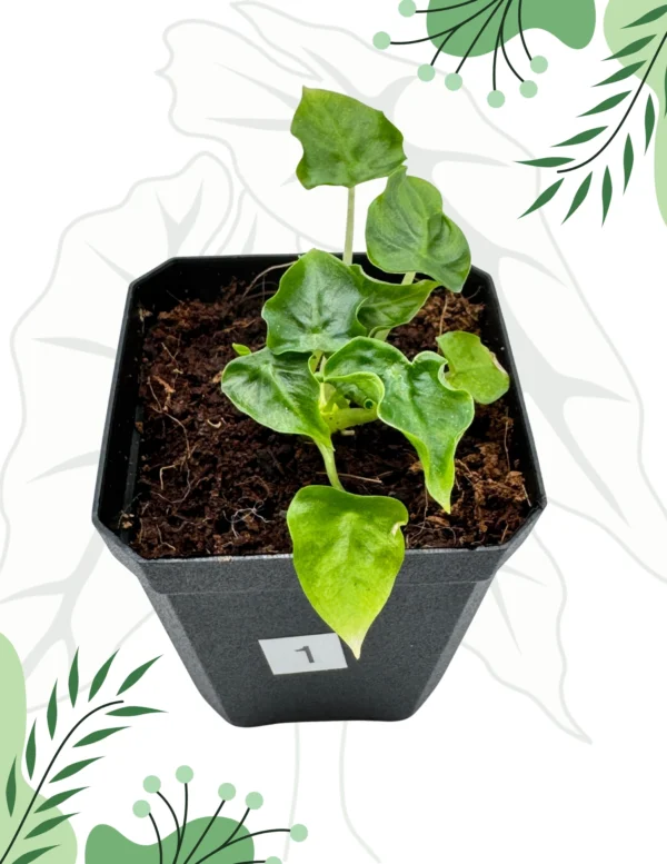Alocasia Frydek Tattoo Ø-6cm H-10cm
