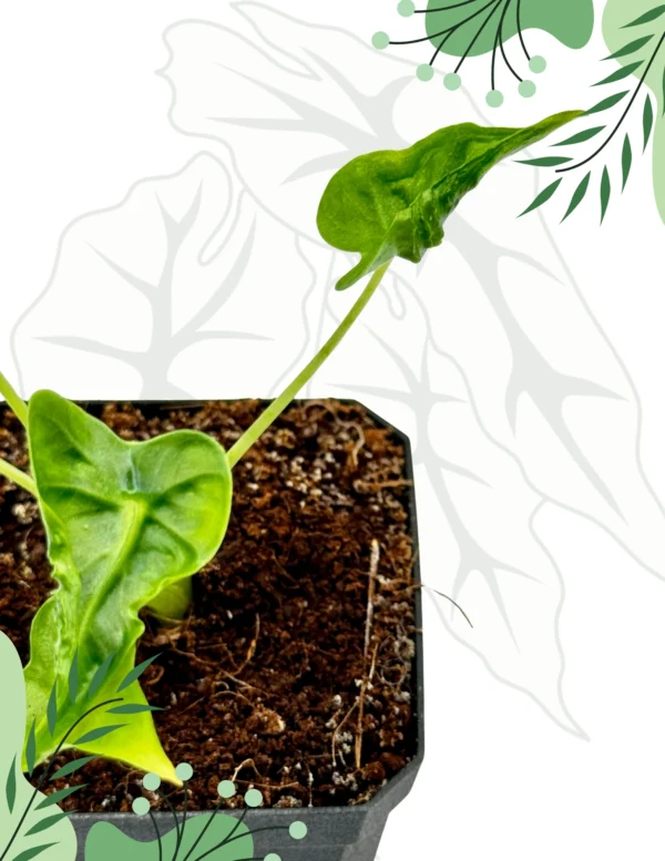 Alocasia Frydek Tattoo Ø-6cm H-10cm - obrazek 2