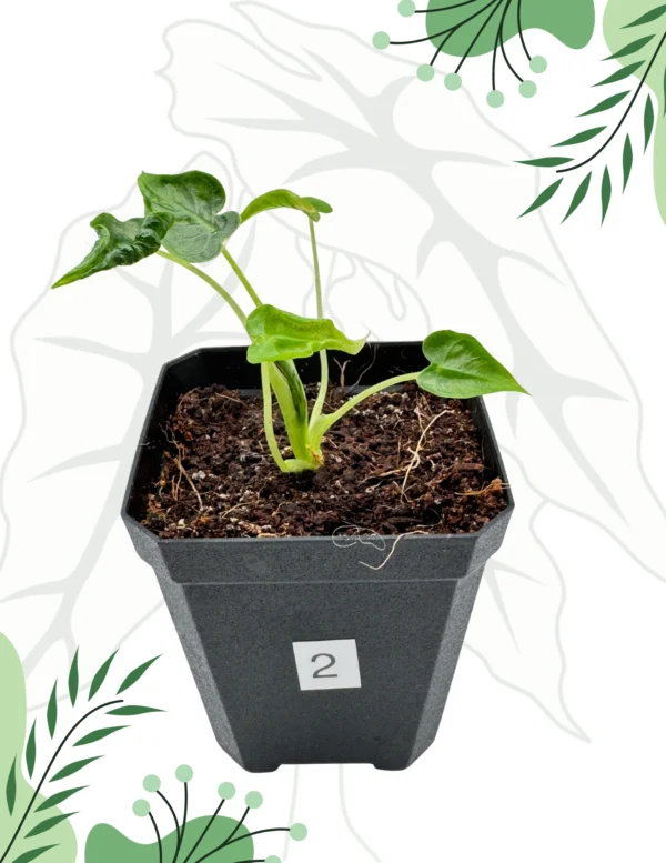 Alocasia Frydek Tattoo Ø-6cm H-10cm - obrazek 5