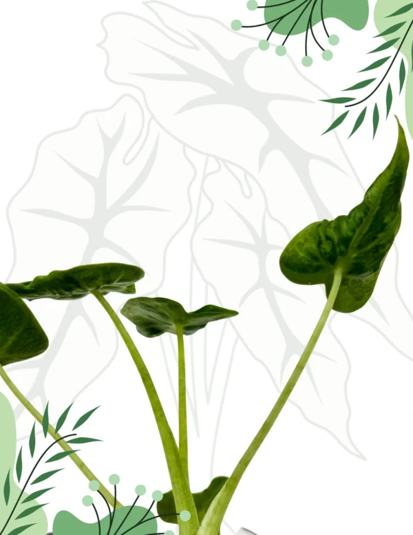 Alocasia Frydek Tattoo Ø-6cm H-10cm - obrazek 3