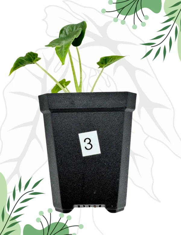 Alocasia Frydek Tattoo Ø-6cm H-10cm - obrazek 6