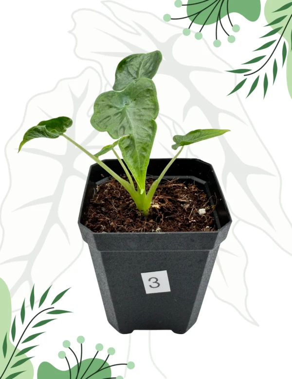 Alocasia Frydek Tattoo Ø-6cm H-10cm - obrazek 7