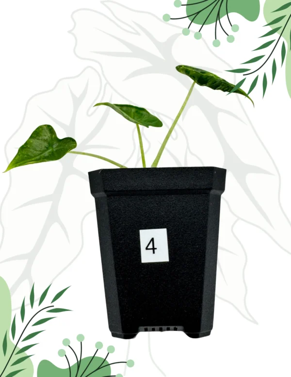 Alocasia Frydek Tattoo Ø-6cm H-10cm - obrazek 8