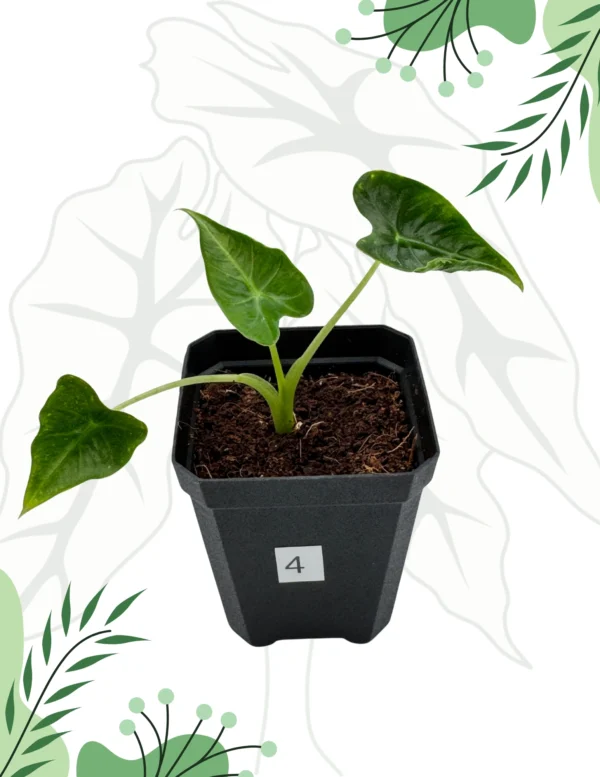 Alocasia Frydek Tattoo Ø-6cm H-10cm - obrazek 9