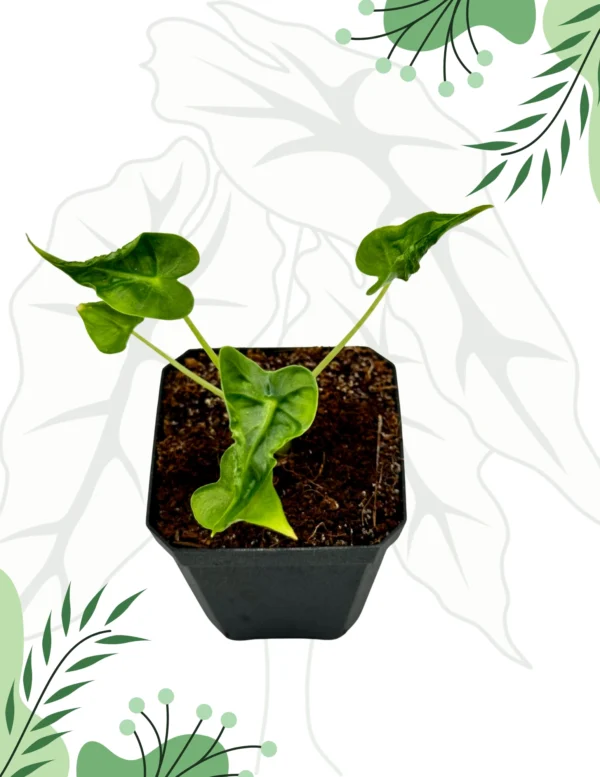 Alocasia Frydek Tattoo Ø-6cm H-10cm