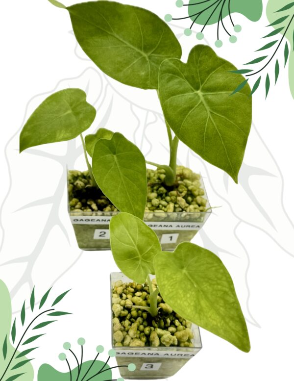 Alocasia Odora Yellow Variegata Ø-6cm H-10cm - obrazek 2