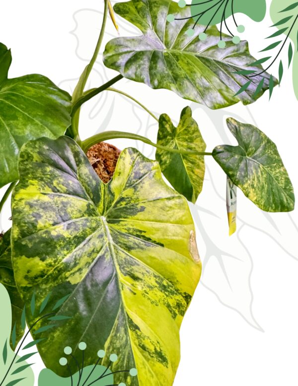 Alocasia Odora Yellow Variegata Ø-6cm H-10cm