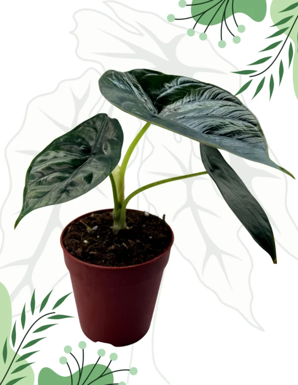 Alocasia Green Unicorn Ø-9cm H-15cm - obrazek 4