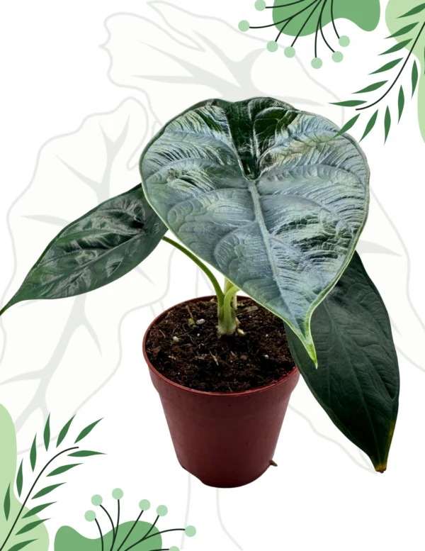 Alocasia Green Unicorn Ø-9cm H-15cm - obrazek 2