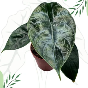 Alocasia Green Unicorn Ø-9cm H-15cm