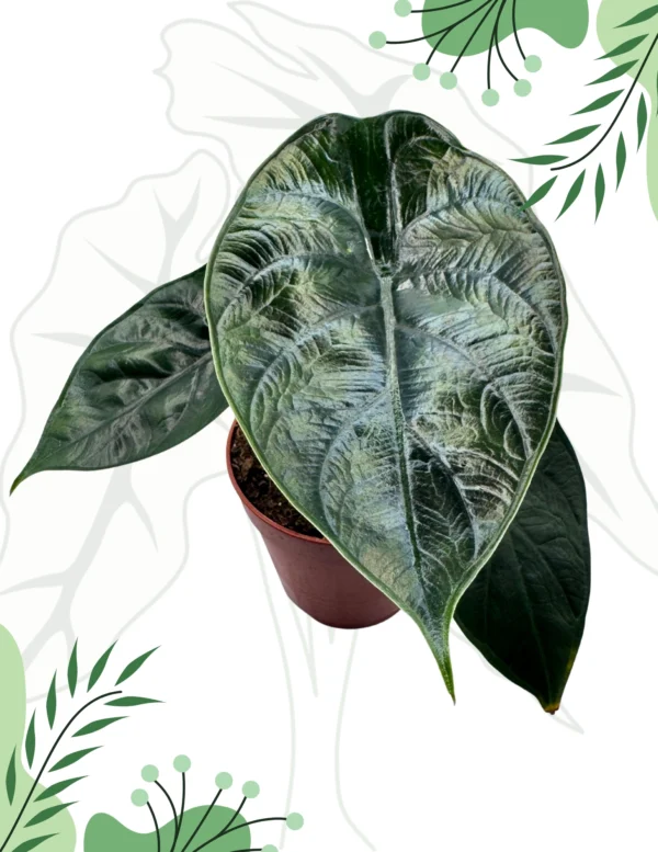 Alocasia Green Unicorn Ø-9cm H-15cm