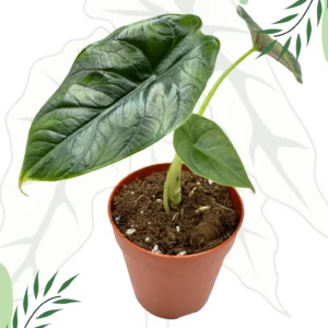 Alocasia Green Unicorn Ø-9cm H-15cm