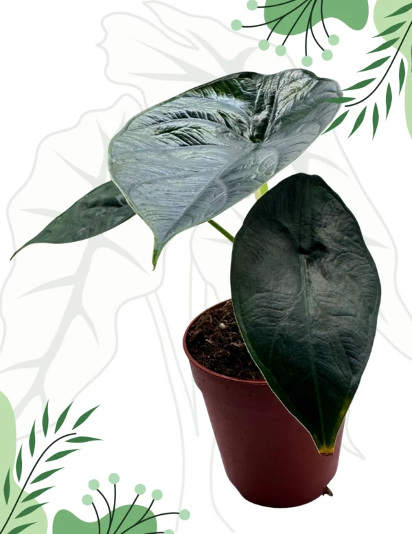 Alocasia Green Unicorn Ø-9cm H-15cm - obrazek 3