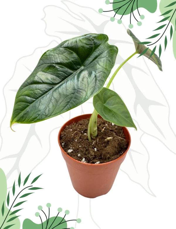 Alocasia Green Unicorn Ø-9cm H-15cm