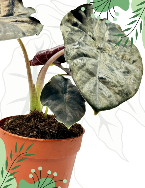 Alocasia Black Magic Ø-10cm H-15cm - obrazek 2