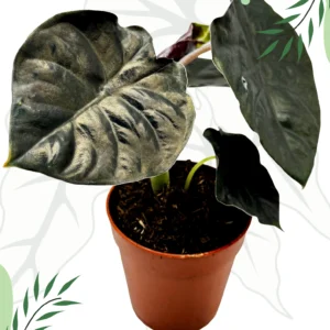 Alocasia Black Magic Ø-10cm H-15cm