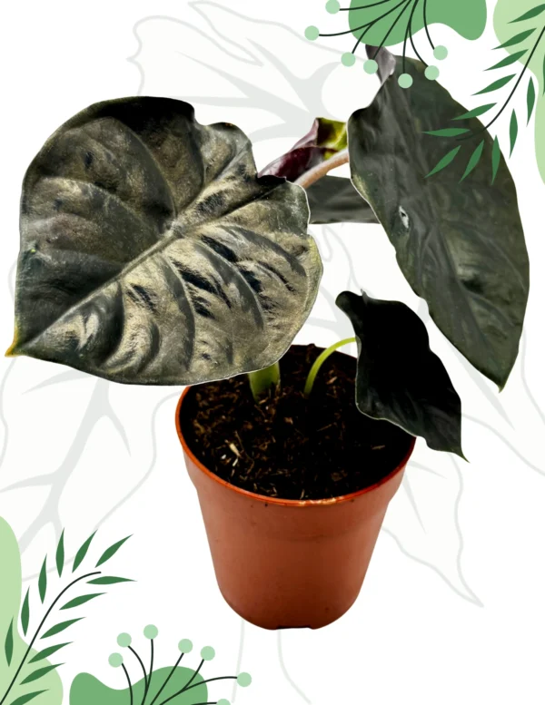 Alocasia Black Magic Ø-10cm H-15cm