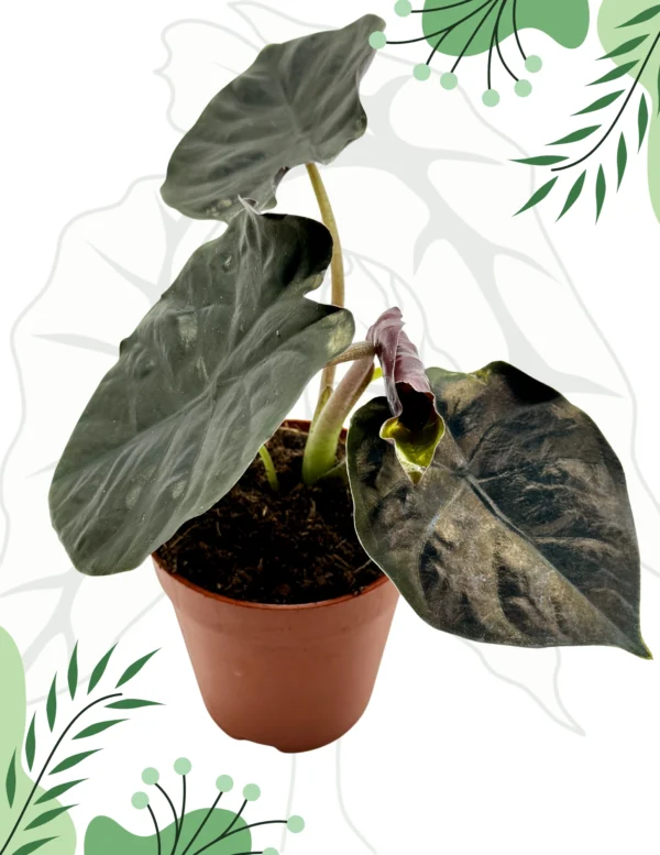 Alocasia Black Magic Ø-10cm H-15cm - obrazek 4