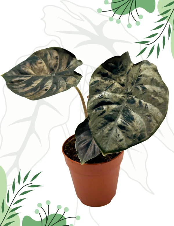 Alocasia Black Magic Ø-10cm H-15cm - obrazek 3
