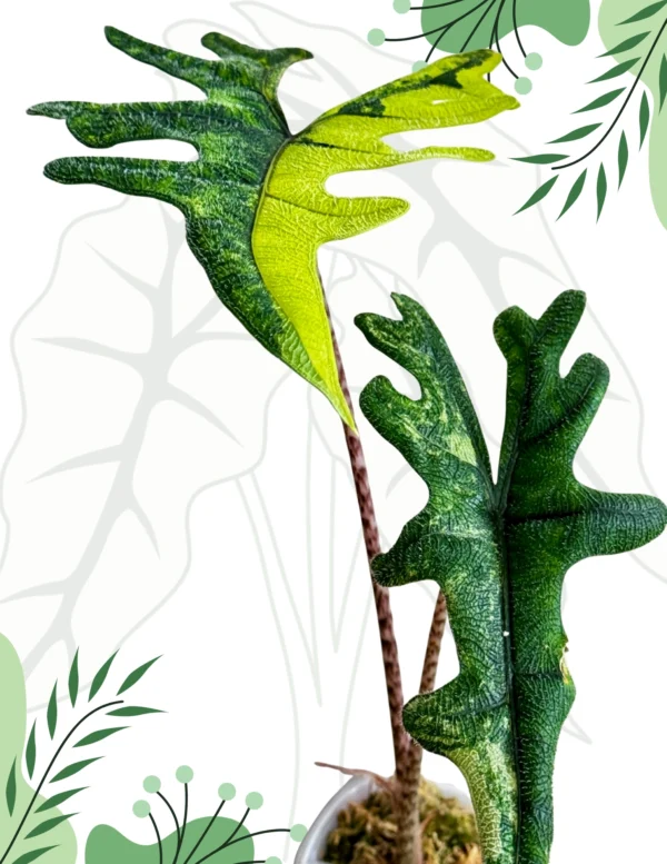 Alocasia Jacklyn Aurea Ø-10cm H-25cm - obrazek 4