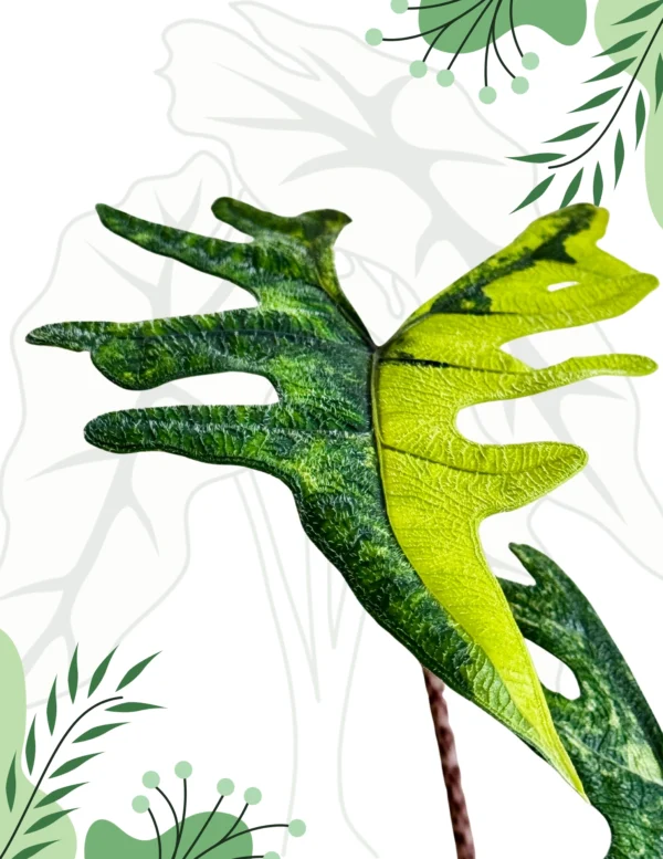 Alocasia Jacklyn Aurea Ø-10cm H-25cm - obrazek 3