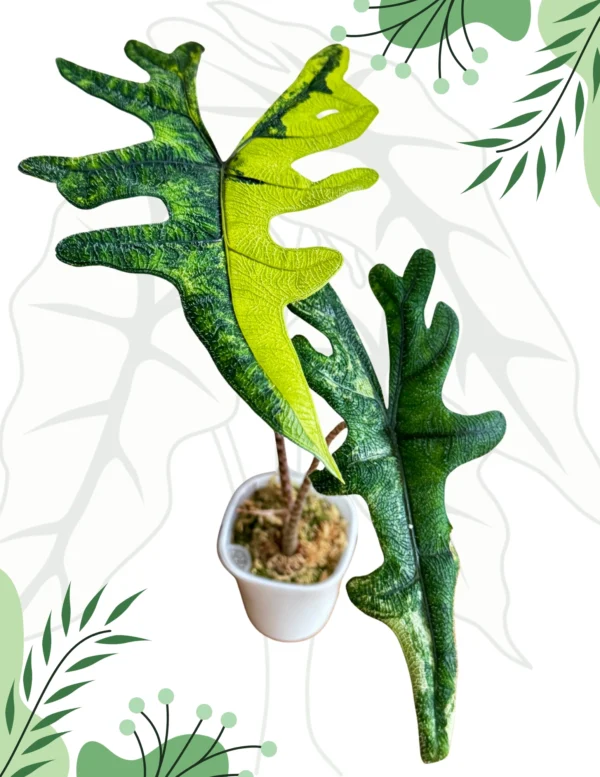 Alocasia Jacklyn Aurea Ø-10cm H-25cm - obrazek 2