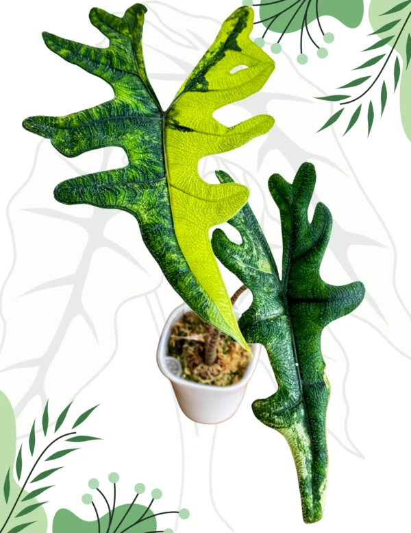 Alocasia Jacklyn Aurea Ø-10cm H-25cm