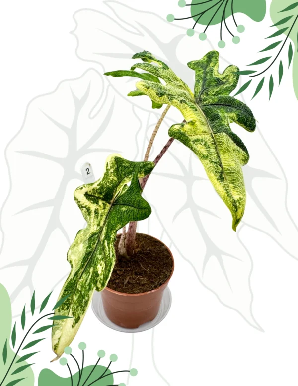 Alocasia Jacklyn Variegata Ø-10cm H-25cm - obrazek 4