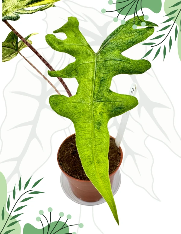 Alocasia Jacklyn Variegata Ø-10cm H-25cm - obrazek 5