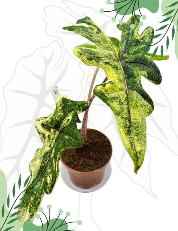 Alocasia Jacklyn Variegata Ø-10cm H-25cm - obrazek 3