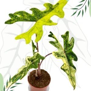 Alocasia Jacklyn Variegata Ø-10cm H-25cm