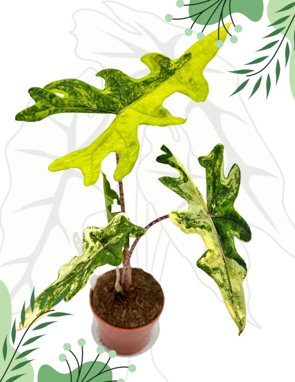 Alocasia Jacklyn Variegata Ø-10cm H-25cm