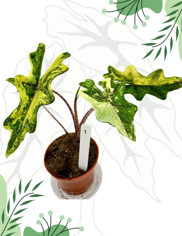 Alocasia Jacklyn Variegata Ø-10cm H-25cm