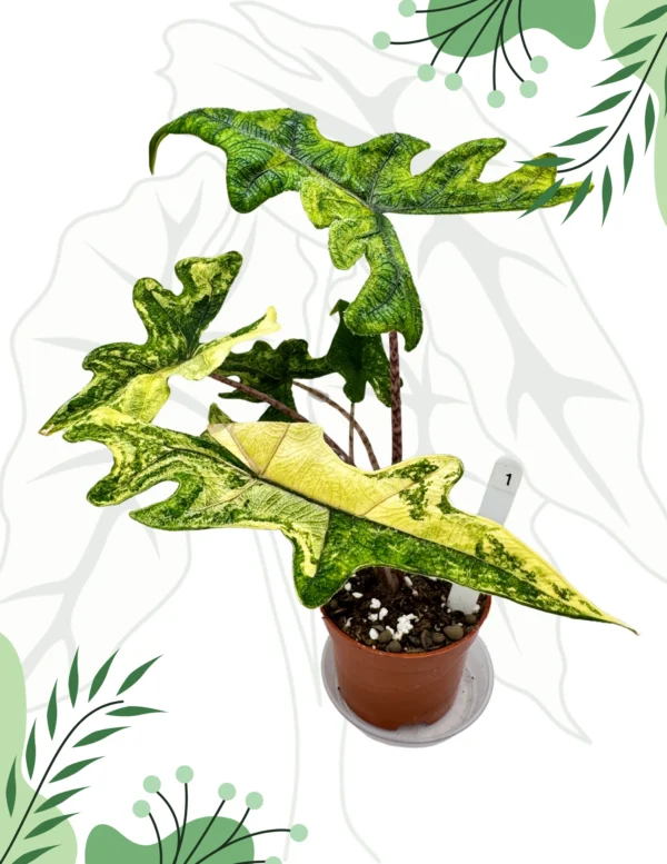 Alocasia Jacklyn Variegata Ø-10cm H-25cm