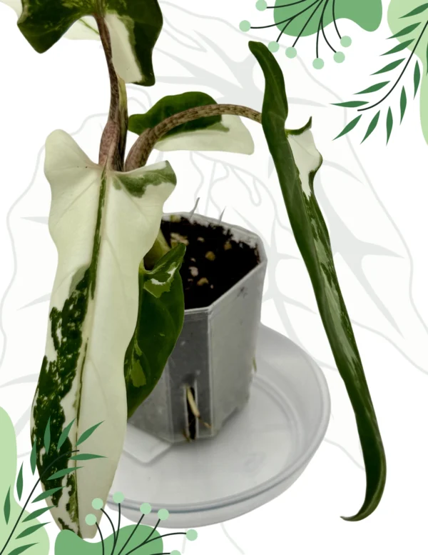 Alocasia Lauterbachiana Albo Variegata Ø-6cm H-25cm - obrazek 3