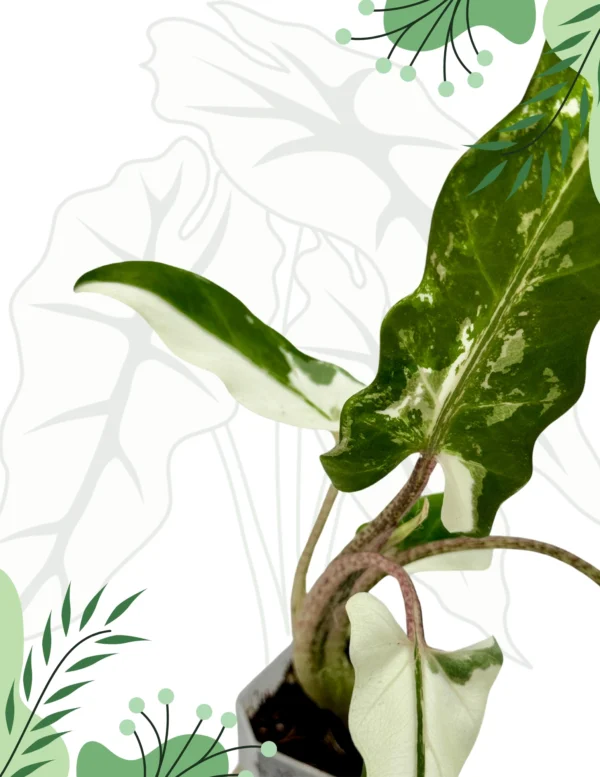 Alocasia Lauterbachiana Albo Variegata Ø-6cm H-25cm - obrazek 2