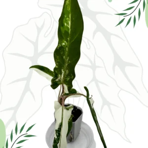 Alokazja Lauterbachiana Albo Variegata Ø-6cm H-25cm