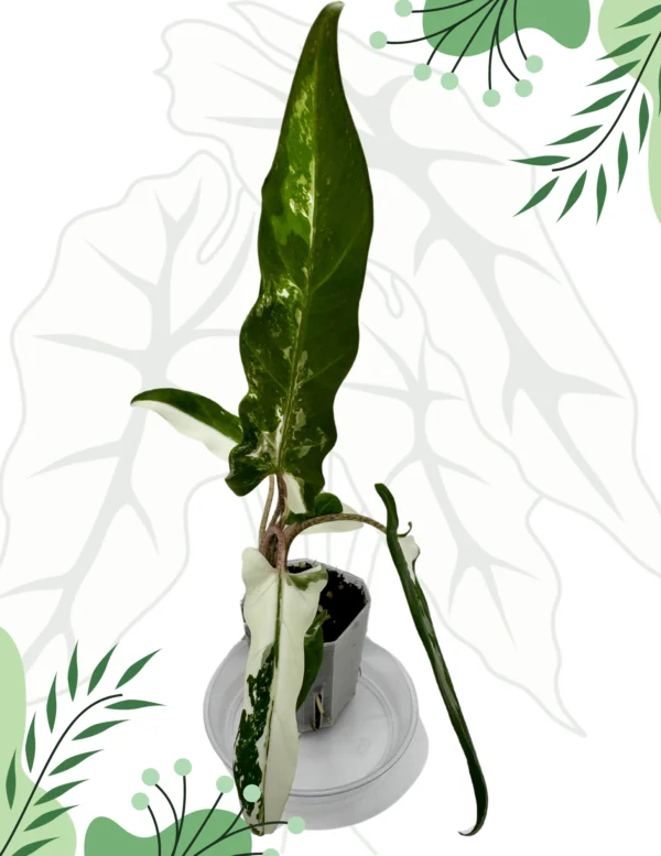 Alocasia Lauterbachiana Albo Variegata Ø-6cm H-25cm