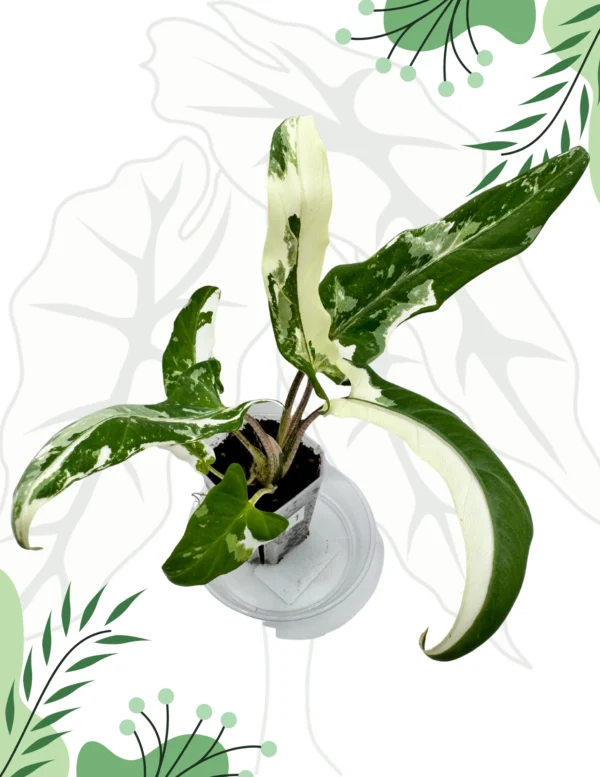 Alocasia Lauterbachiana Albo Variegata Ø-6cm H-25cm