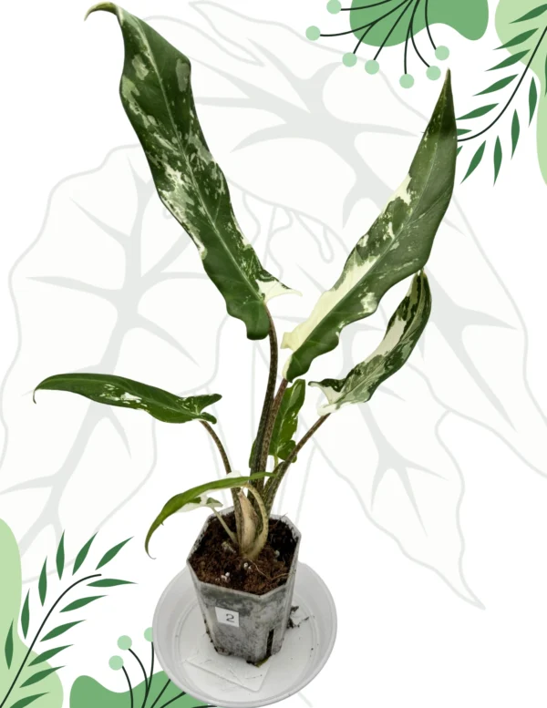 Alocasia Lauterbachiana Albo Variegata Ø-6cm H-25cm - obrazek 2