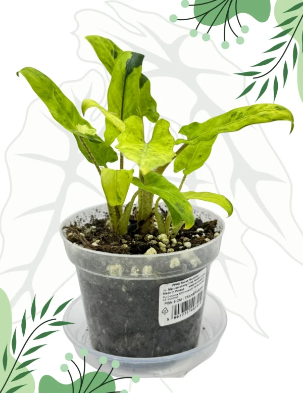 Alocasia Lauterbahiana Variegata Ø-10cm H-20cm - 3 rośliny w doniczce - obrazek 2