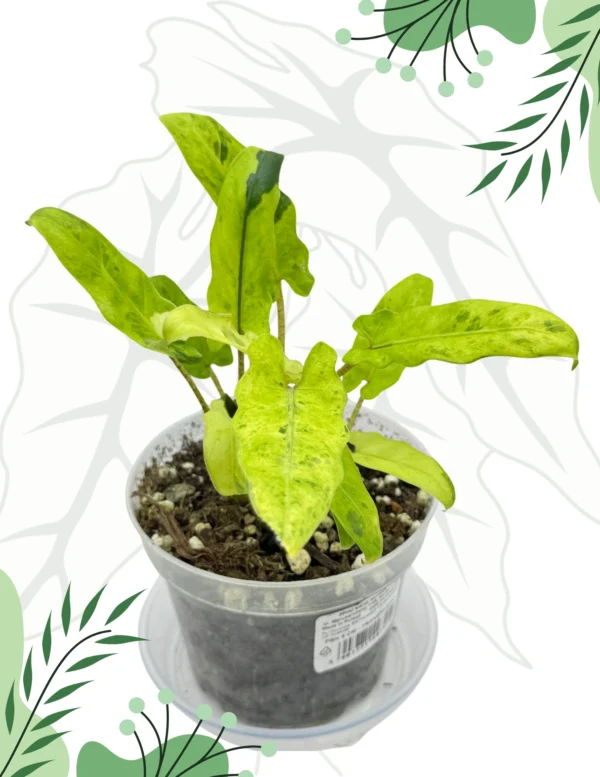 Alocasia Lauterbahiana Variegata Ø-10cm H-20cm - 3 rośliny w doniczce