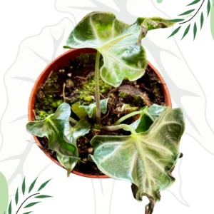 Alocasia Loco Ø-9cm H-20cm