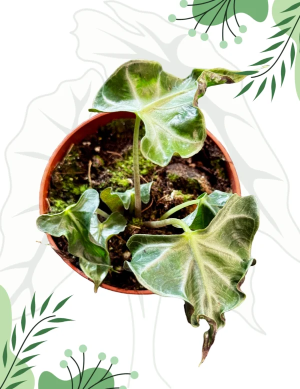 Alocasia Loco Ø-9cm H-20cm