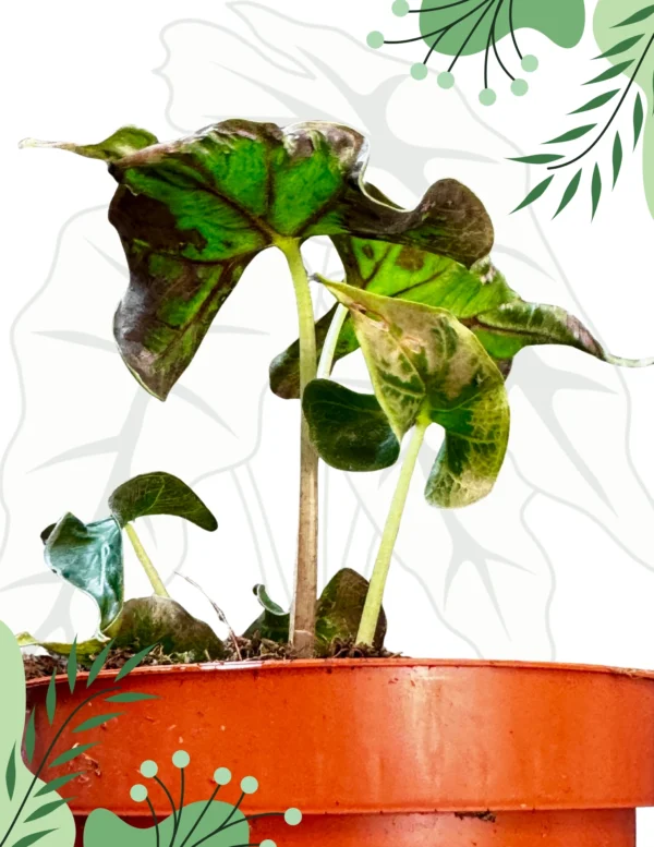 Alocasia Loco Ø-9cm H-20cm - obrazek 2