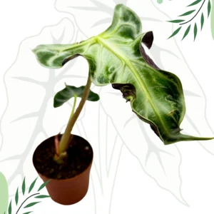 Alocasia Loco Ø-9cm H-20cm