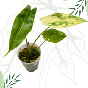 Alokazja Longiloba Variegata Ø-7cm H-15cm