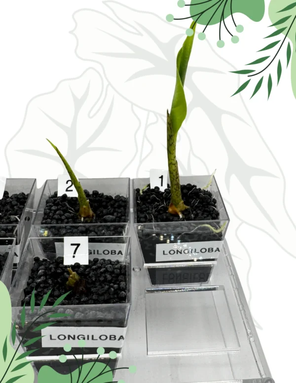 Alocasia Longiloba Variegata Ø-6cm H-10cm - obrazek 2