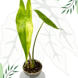 Alokazja Longiloba Variegata Ø-7cm H-15cm