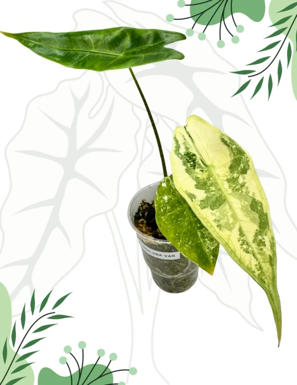 Alokazja Longiloba Variegata Ø-7cm H-15cm - obrazek 3